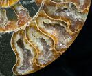 Inch Ammonite (Half) - Agate Preservation #4365-3